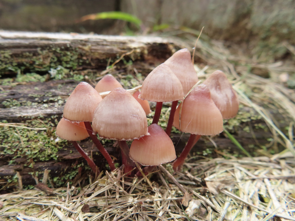 Mycena haematopus · October 2022 · photo: © timur_kalininsky (iNaturalist, cc-by)