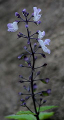 Plectranthus grallatus