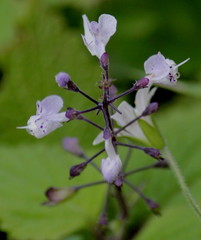 Plectranthus grallatus