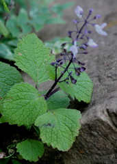 Plectranthus grallatus