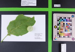 Amphibolips nubilipennis