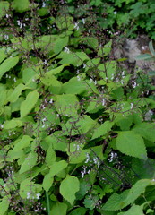 Plectranthus grallatus