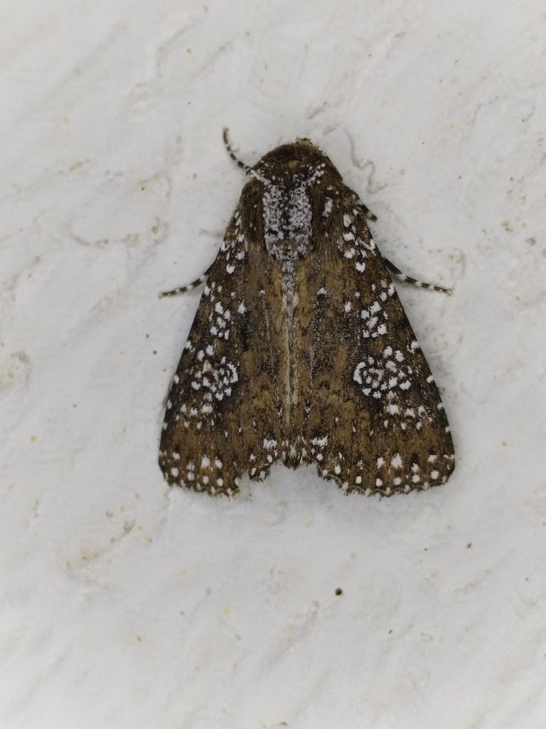 Condica niphosticta