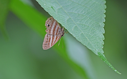 Euselasia orfita