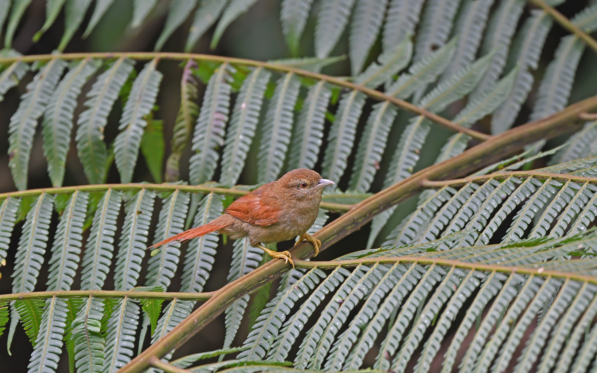 Plain Softtail (Thripophaga fusciceps), photo 4