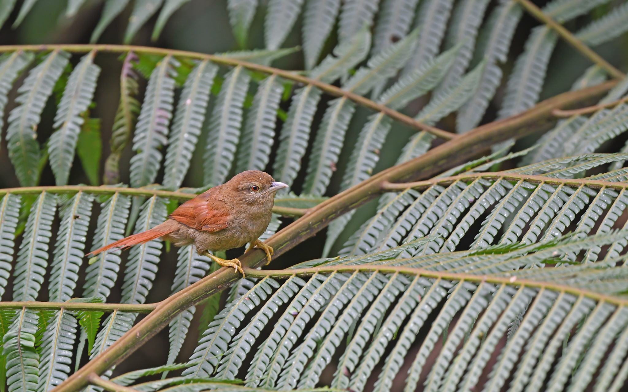 Plain Softtail (Thripophaga fusciceps), photo 5