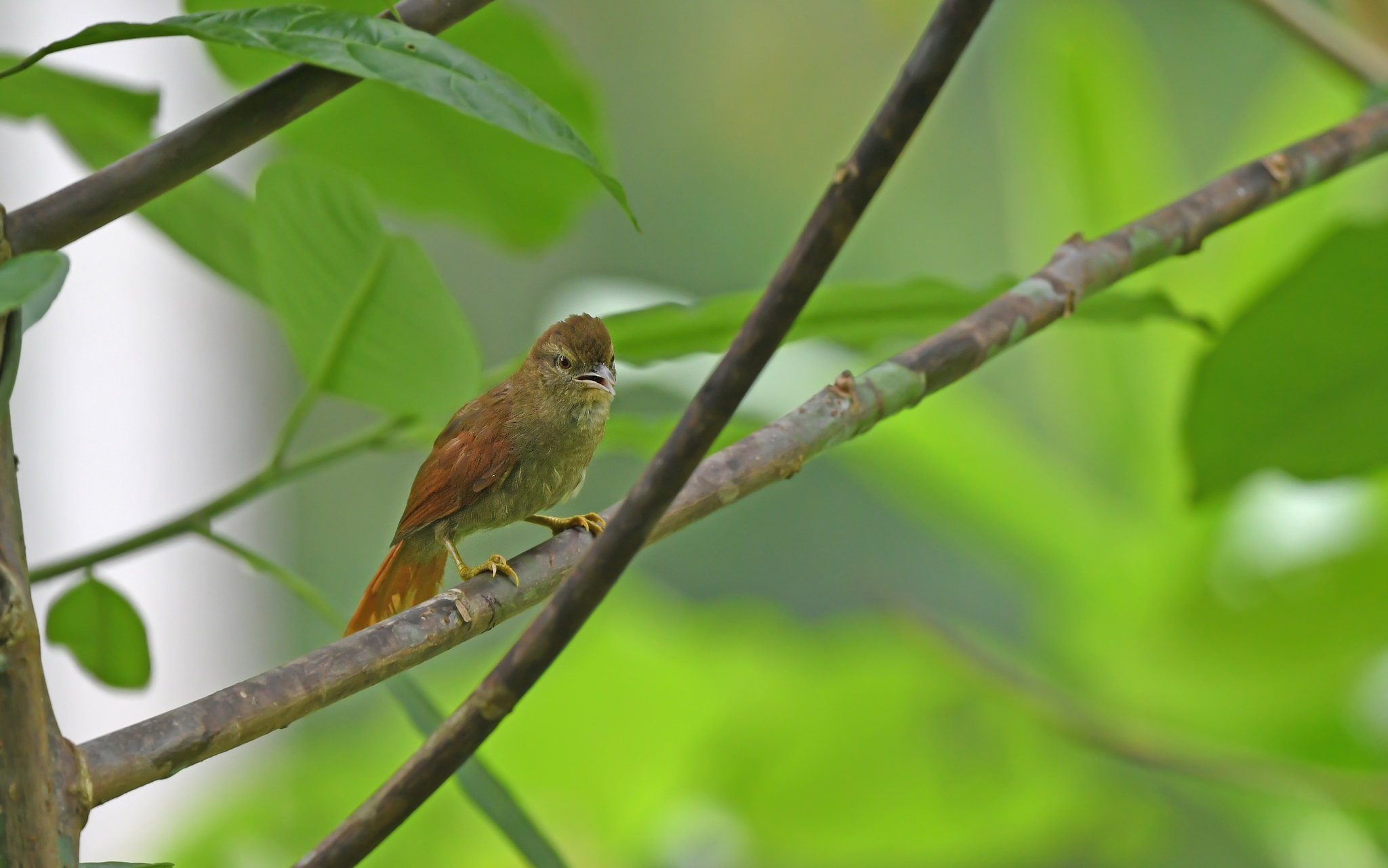 Plain Softtail (Thripophaga fusciceps), photo 7