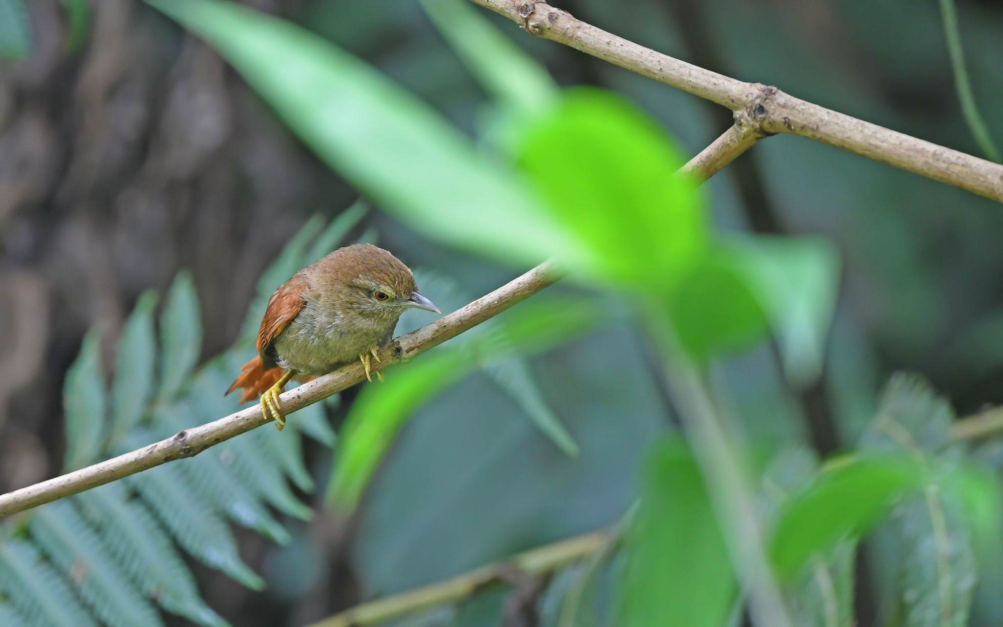 Plain Softtail (Thripophaga fusciceps), photo 8