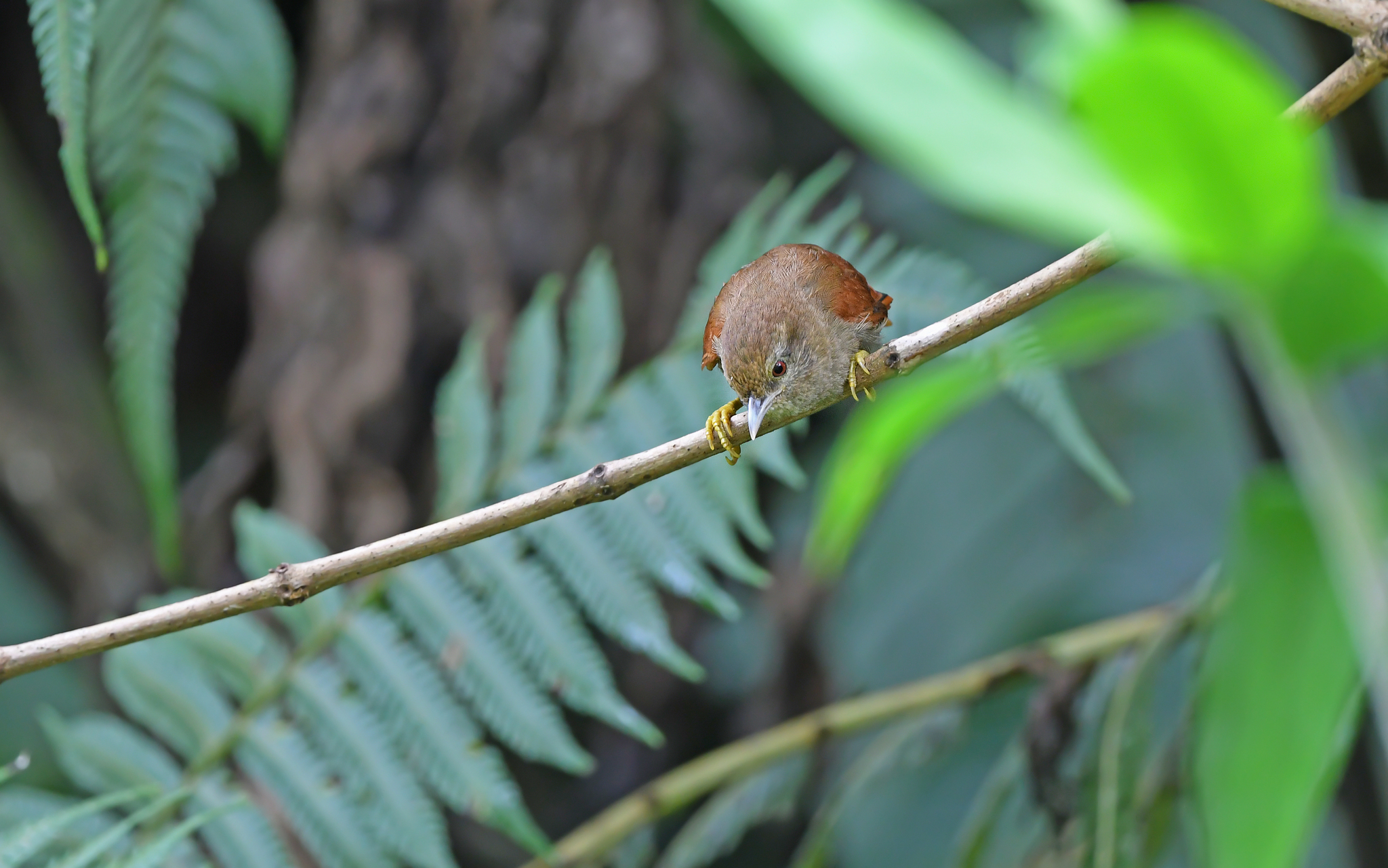 Plain Softtail (Thripophaga fusciceps), photo 9