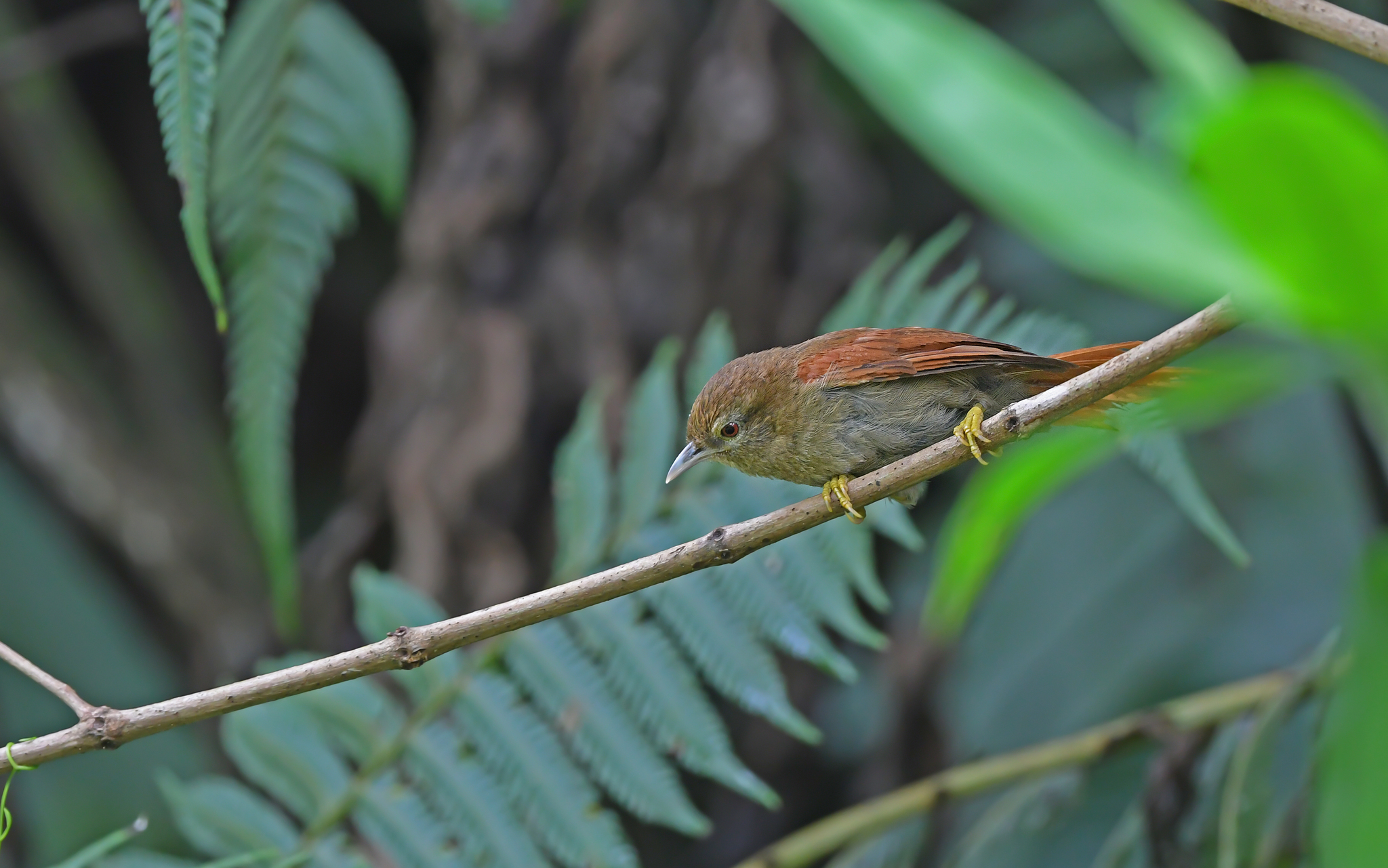 Plain Softtail (Thripophaga fusciceps), photo 10