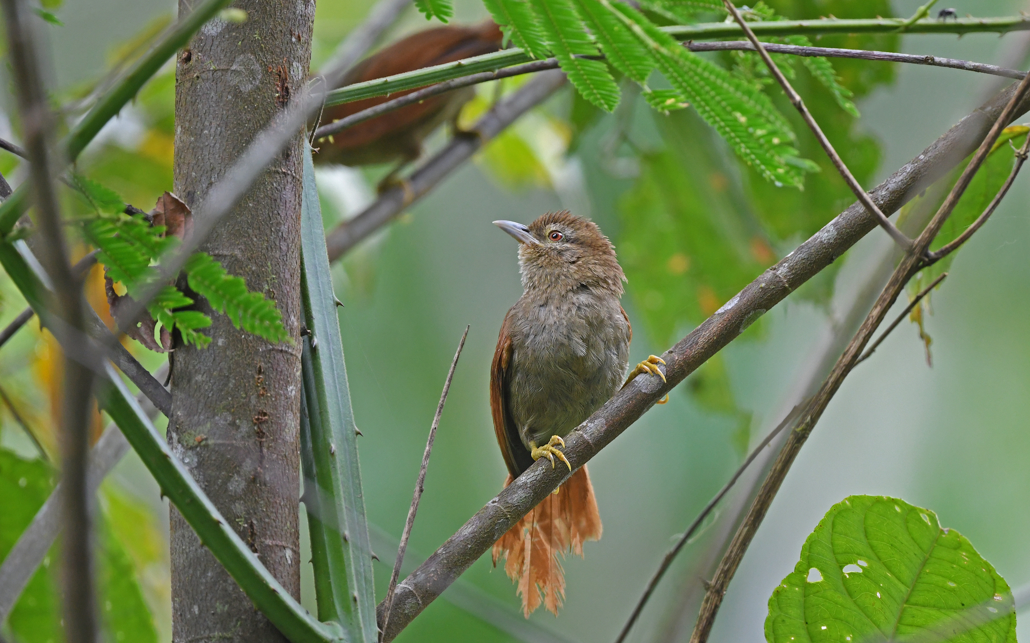 Plain Softtail (Thripophaga fusciceps), photo 6