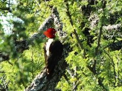 Campephilus leucopogon