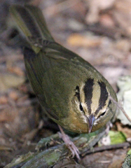 Worm-Eating Warbler photo 6