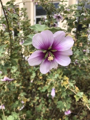 Malva subovata bicolor