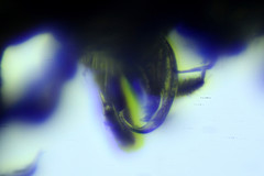 Polydesmus inconstans