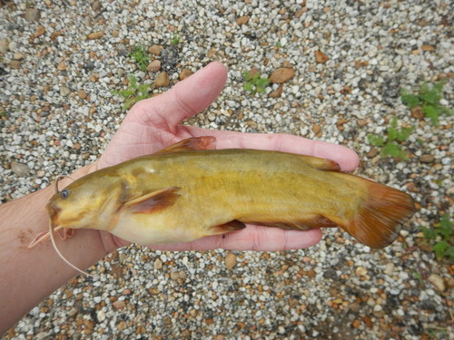 Yellow Bullhead