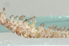 Polydesmus inconstans