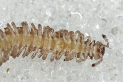Polydesmus inconstans