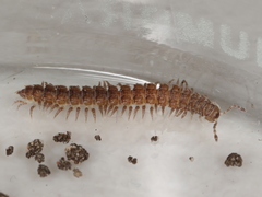 Polydesmus inconstans