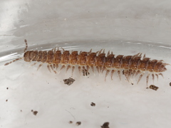 Polydesmus inconstans