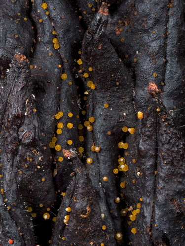 Nectriaceae