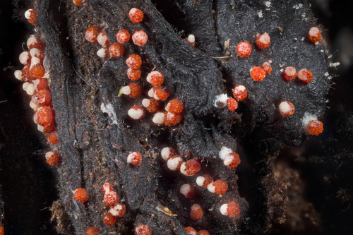 Nectriaceae