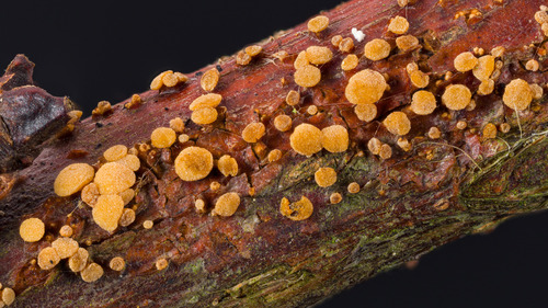 Pezicula rubi