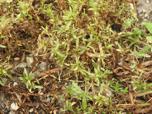 Image of Pectis prostrata by no rights reserved