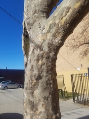 Platanus