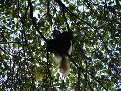 Colobus caudatus