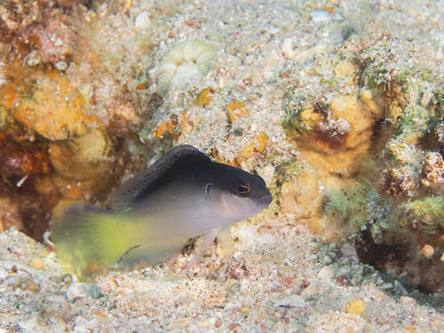 Pseudochromis pesi observed 2019-03-23