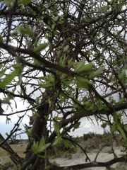 Condalia globosa