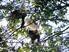 Colobus caudatus