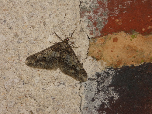 Agriopis leucophaearia