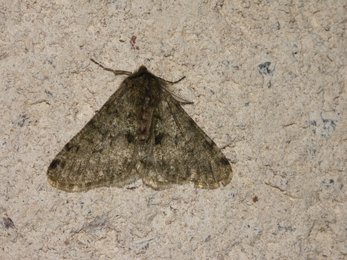 Phigalia pilosaria