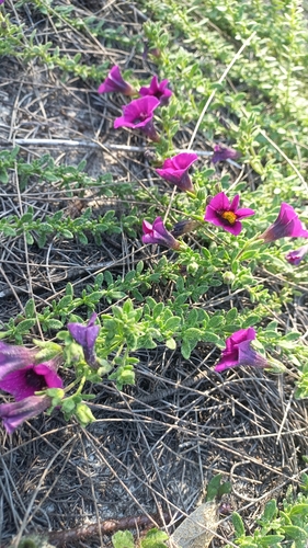 Calibrachoa heterophylla (Calibrachoa heterophylla)