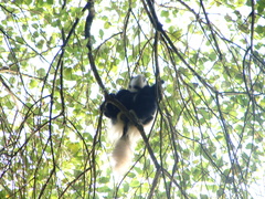 Colobus caudatus