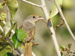Piranga roseogularis