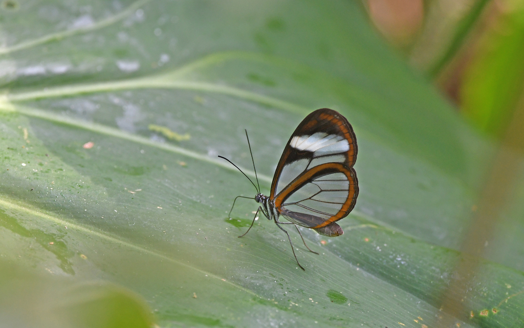 Oleria victorine