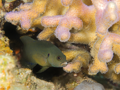Olive dottyback (Pseudochromis olivaceus) — Pseudochromidae — 2