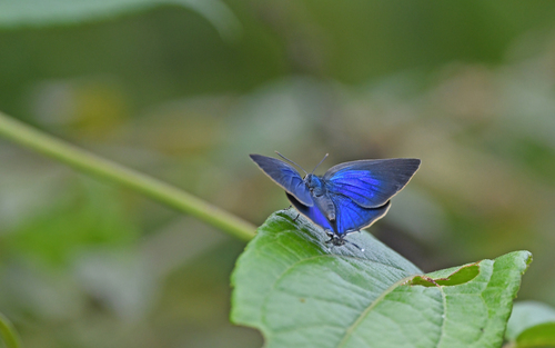 Bitias Hairstreak