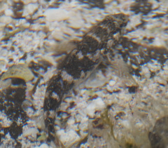 Mauligobius maderensis
