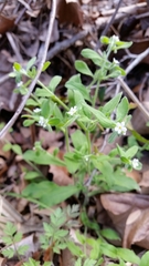 Lithospermum matamorense
