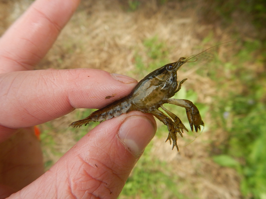 Cut Crayfish