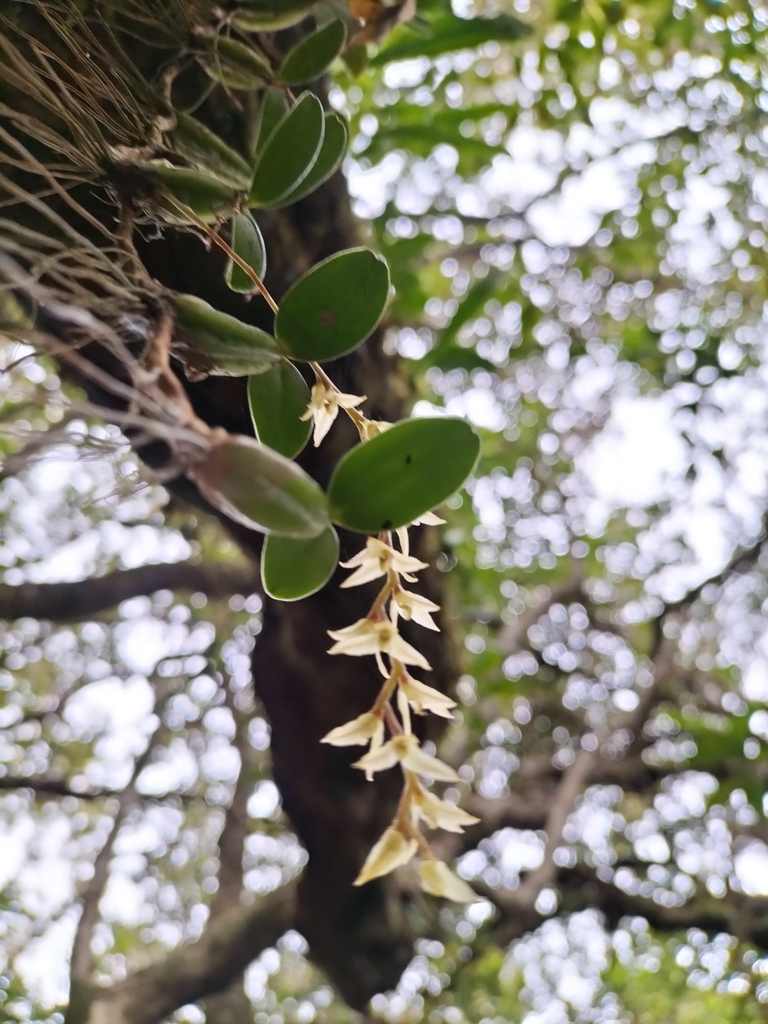 Bulbophyllum nutans Thouars 4