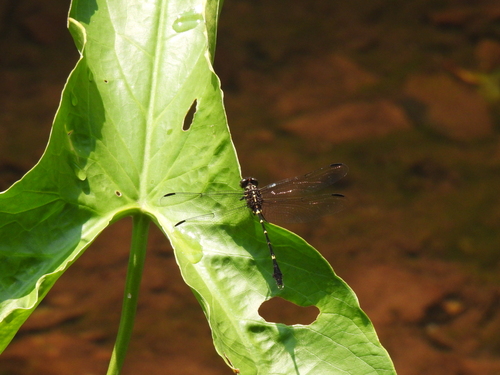 Phyllogomphoides cristatus