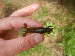 Procambarus incilis