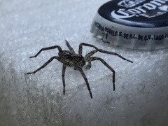 Tomopisthes horrendus