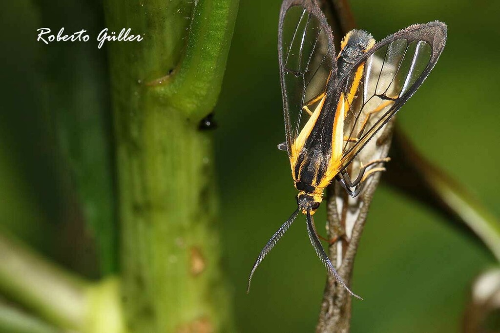 Diptilon bivittata