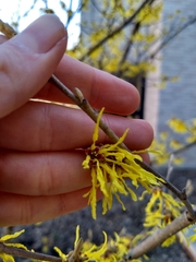 Hamamelis virginiana